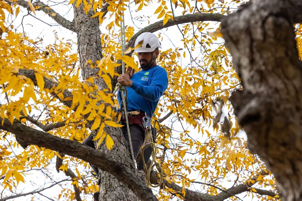 Skilled Tree Pruning crew working in Henrietta